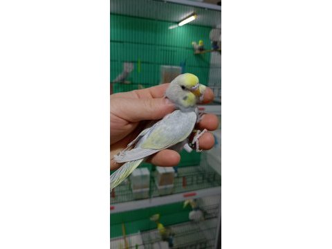 Rainbow muhabbet kuşları