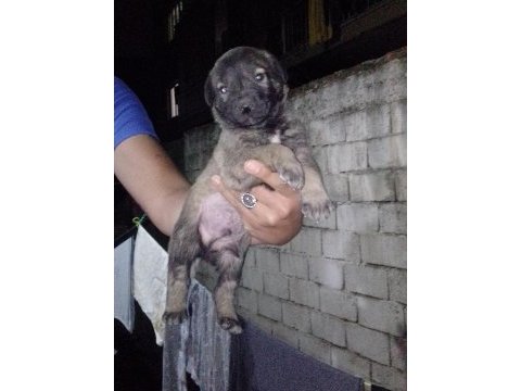 Safkan kangal