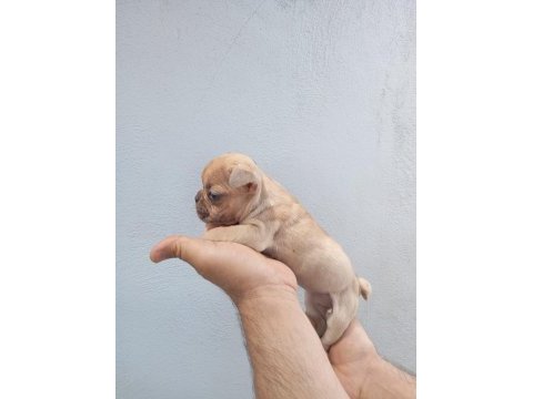 Meraklısına french bulldog