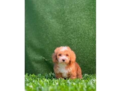 Kendi maltipoo yavrularım dişi ve erkek mevcut