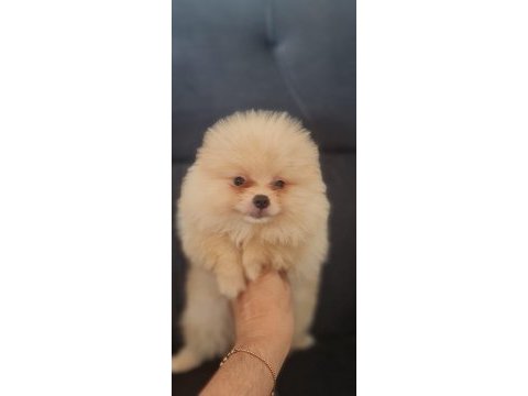 Mersin orjinal pomeranian boo yavrular