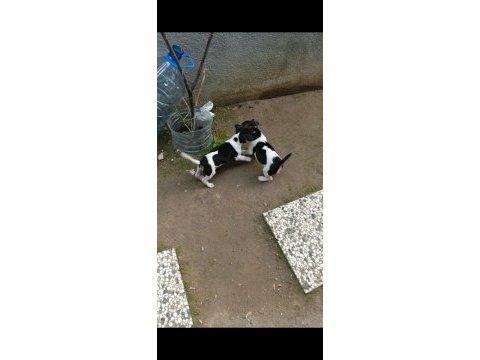 Sevimli yavru köpekler