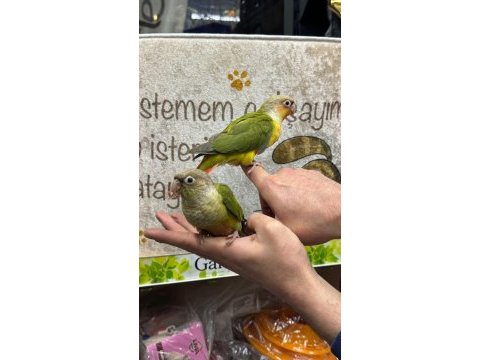 Her renk bebek konur papağanları