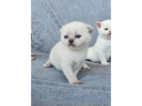 Safkan scottish fold blue point mavi gözlü erkek ve dişi