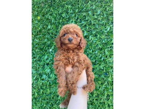 Poodle bebek köpekler