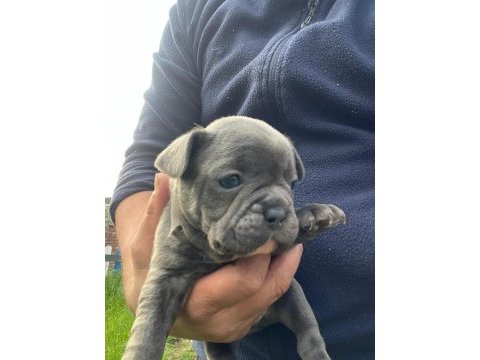 French bulldog yavrular hepsi nadir renk