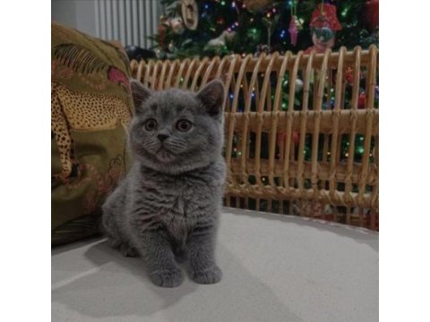 British shorthair 2,5 aylık