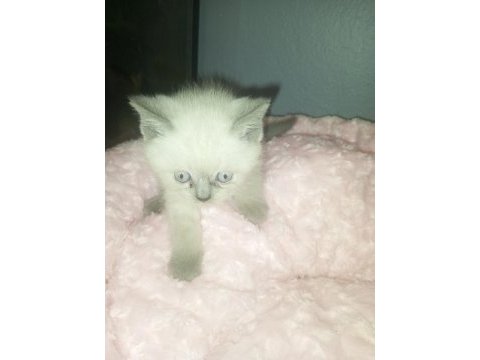 British shorthair albino yavrular