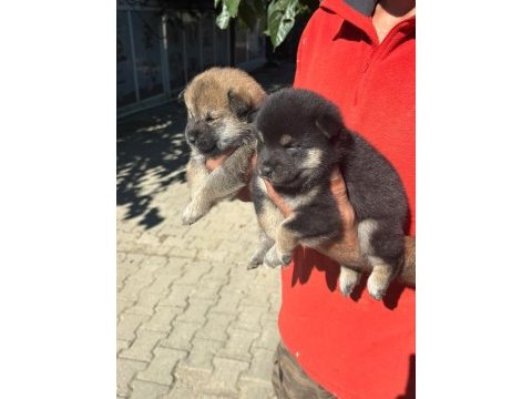 Shiba inu bebişler
