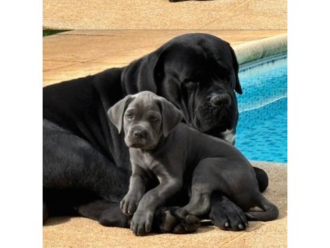 Evinizin neşesi cane corso her yere kapıda öde