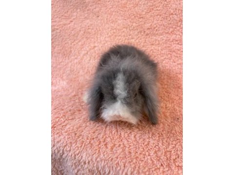 Hollanda teddy lop tavşanı