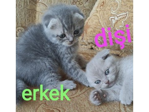 Scottish fold tontiş yavrularımız