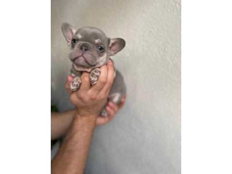 Üst düzey mavi gözlü french bulldog yavrularımız