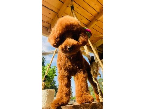 Gerçek bir toy poodle