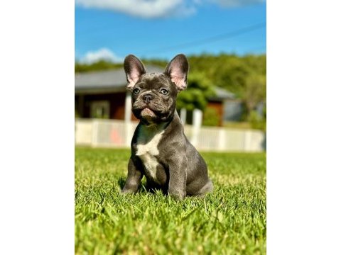 French bulldog yavruları çiftlikten   