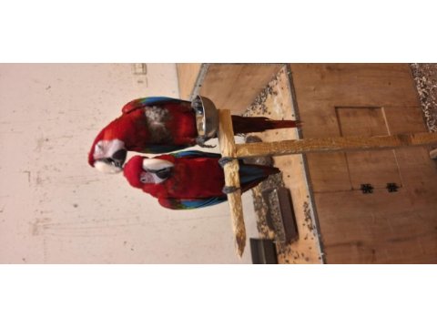 Macaw papağanımız için açıklamayı okuyunuz