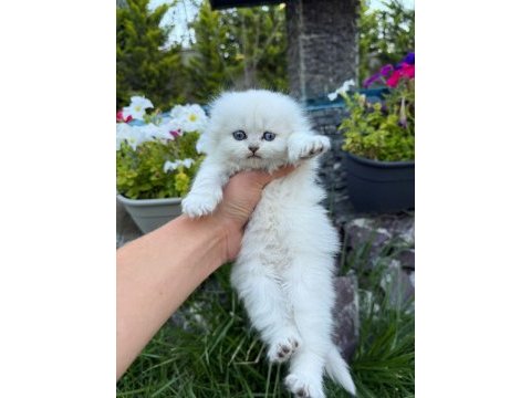 Yavru british longhair kediler