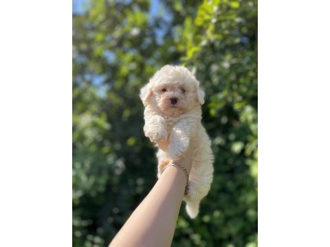 Erkek dişi mevcut köpekler