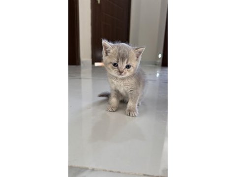 British shorthair yavrularımız 2 aylık