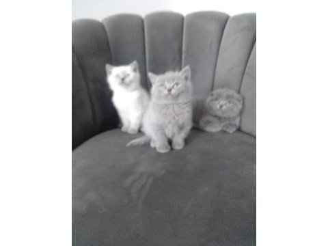 3 erkek kedimiz teslime hazır