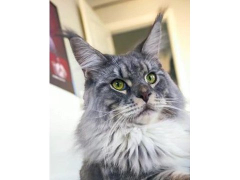 Sağlık ve ırk garantili minik maine coon devler