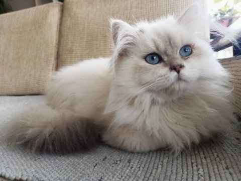 11 aylık erkek british longhair golden point