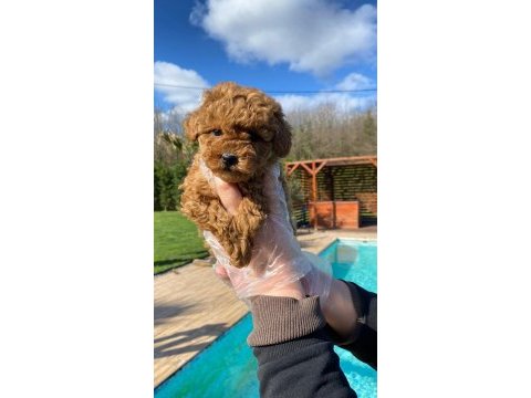 Poodle çıftliğinden red brown toy poodle bebeklerimiz 