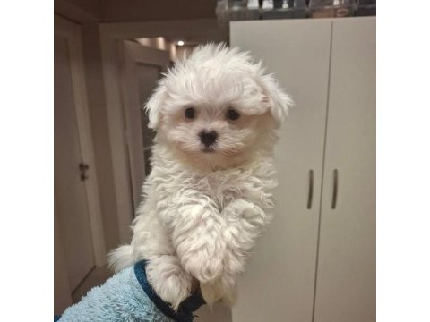 Dünya tatlısı yavru köpekler