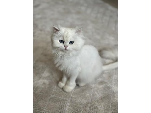 Safkan british longhair dünyalar güzeli prensesim