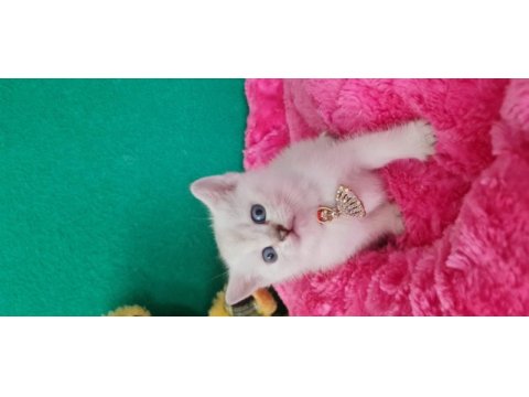 British shorthair blue point yavrularımız hazır