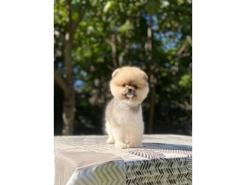 Güzel pomeranian çocuklar