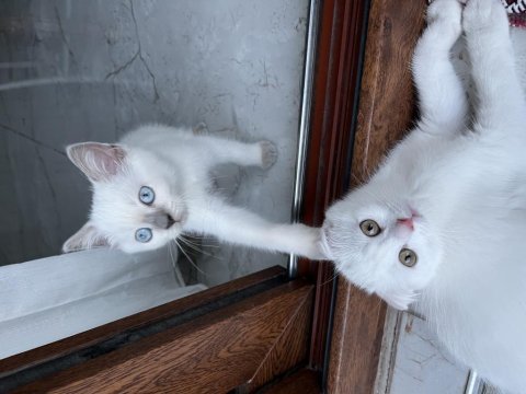 Safkan 75 günlük british shorthair bebekler