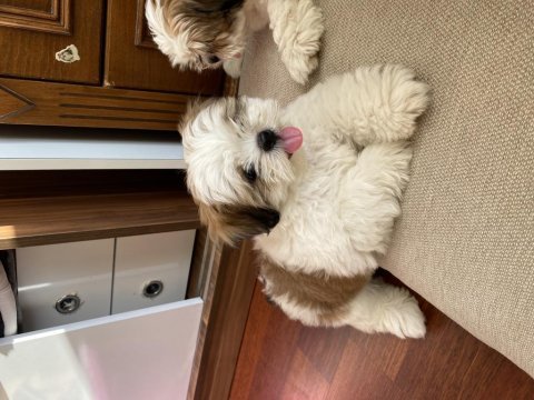 Mini boy mavi gözlü erkek shih tzu yarı fiyatına