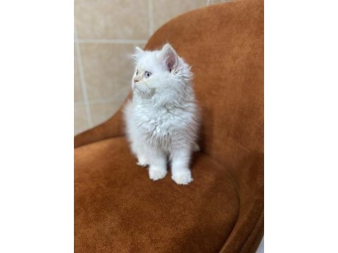 Harika gen british longhair red point