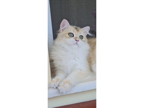 Uzun tüylü saf kan british longhair ny12 - erkek