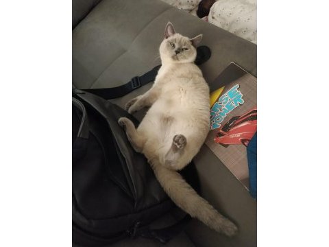 Blue point 7 aylık dişi british shorthair