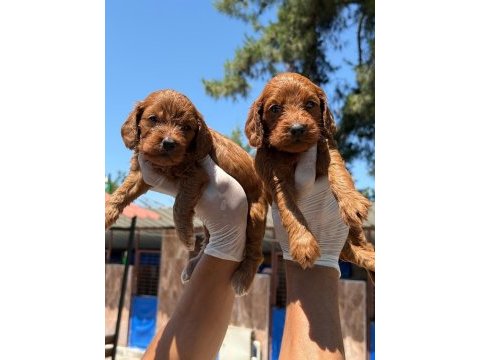 Maltipoo yavrularımız büyüdü
