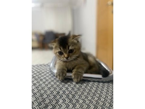 Scottish fold 2 aylik kedi iç parazit var
