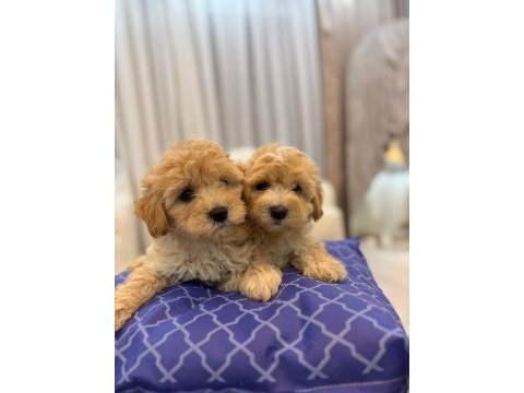 Tüy yumağı maltipoo