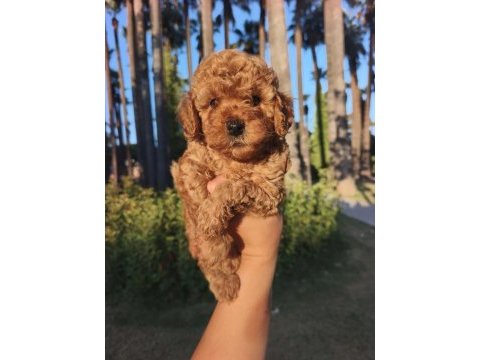 Toy poodle yavrularımız