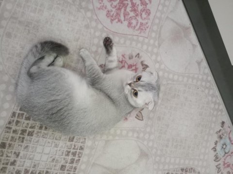 Scottish fold dişi kedi