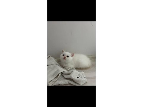 British shorthair ve scottish fold