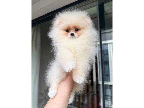 Pomeranian yavrularımız teslime hazır