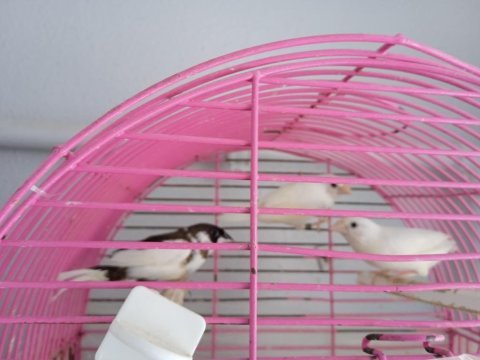 Bengal ispinoz finch 3 adet