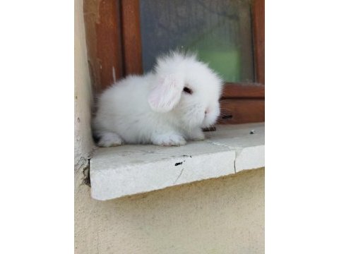 Sevimli tavşan minikler