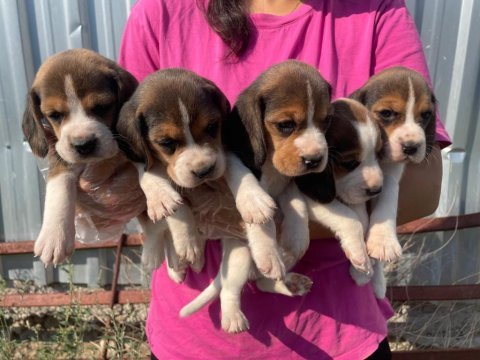 Irk ve sağlık garantili beagle yavrular