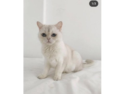 Show kalite british shorthair