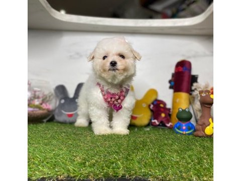 Maltese terrier yavruları