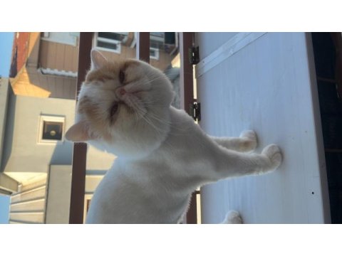 Eş exotic shorthair kediler