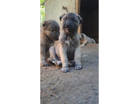 Orjinal dev kangal yavrular